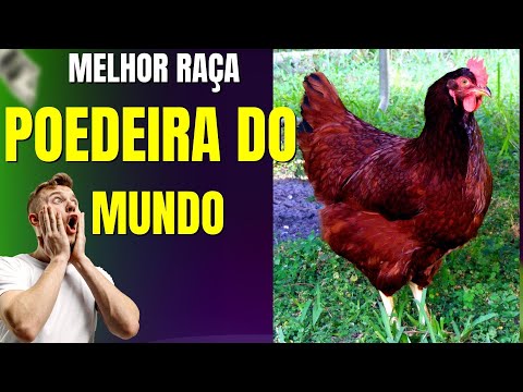 , title : 'A Melhor Raça de Galinha Poedeira do Mundo 🙄'