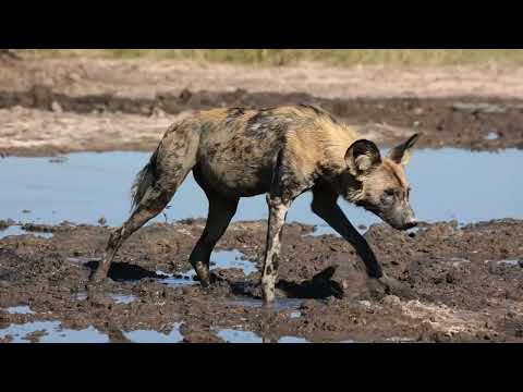 Kgalagadi less travelled + Khutse incl Wild Dogs vs Gemsbok (Oryx)