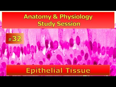 Anatomy & Physiology HELP! -- Study Session #32 -- Histology:  Epithelium