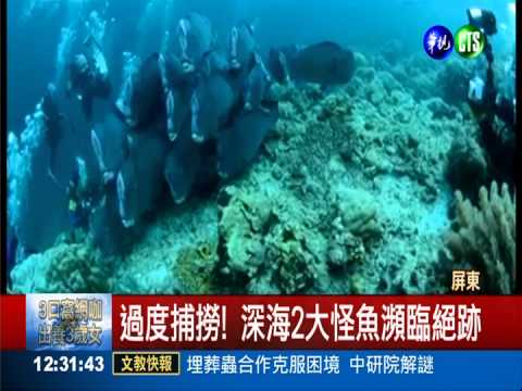 只剩不到30尾! 2魚列保育禁捕
