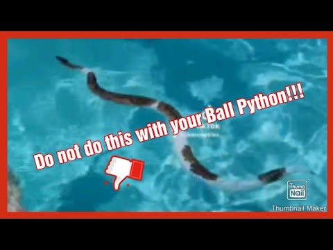 Do Ball Pythons Swim