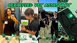 How I became a Certified VET ASSISTANT in under 4 months! 🐶 🩺