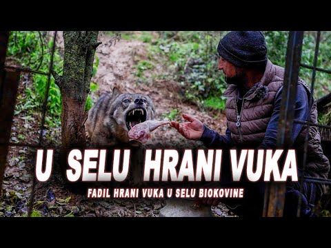 U selu Biokovine, Fadil hrani pravog VUKA...