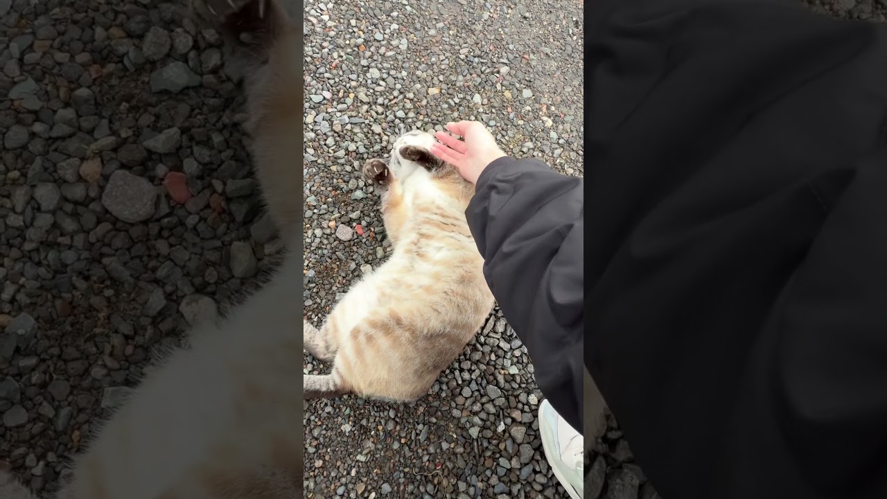 空を泳ぐ猫、エアーふみふみ