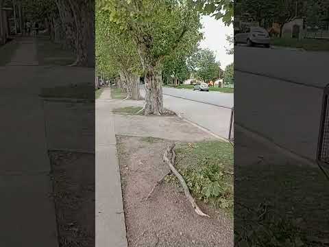 #colonia Caroya #paseo #music