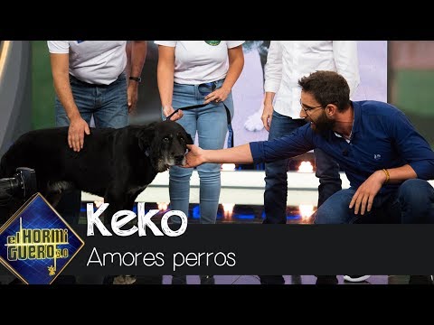 Keko, un perro al que le clavaron un mosquetón, busca un nuevo hogar - El Hormiguero 3.0
