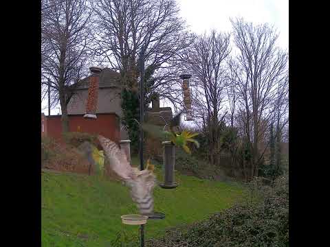 Ring necked parakeet close call with the sparrowhawk