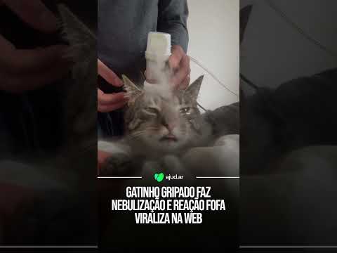 Gatinho gripado faz nebulização e reação fofa viraliza na web