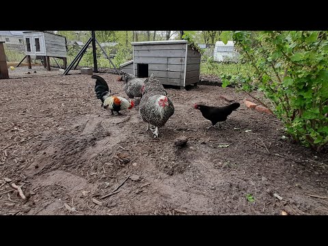 , title : '5 dingen die je moet weten als je met kippen wilt beginnen !!'
