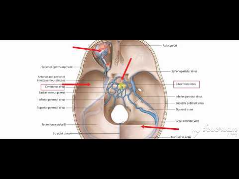 Pituitary gland relations 2