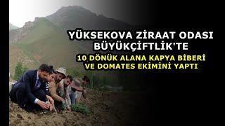 Yüksekova Ziraat Odası Büyükçiftlik'te 10 Dönük Alana Kapya Biberi ve Domates Ekimini Yaptı