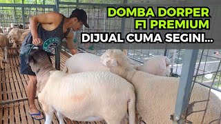 Download lagu Info Harga Domba Dorper F1 dan Texel PREMIUM  di Hasan Farm | @sudutkandang35 mp3 Download lagu Info Harga Domba Dorper F1 dan Texel PREMIUM  di Hasan Farm | @sudutkandang35 mp3