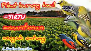 Download lagu Mp3 suara pikat burung kecil paling ampuh sirtu, mantenan, sogok ontong | pikat terampuh 100% mp3