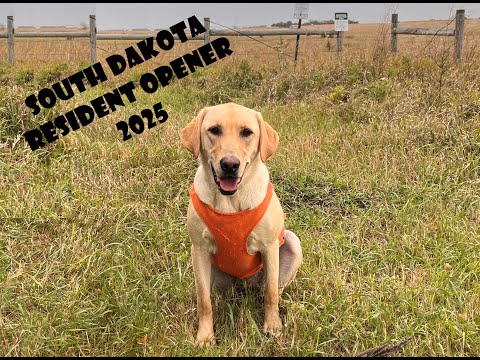 South Dakota Pheasant Hunting - 2025 Resident Opener Public Land