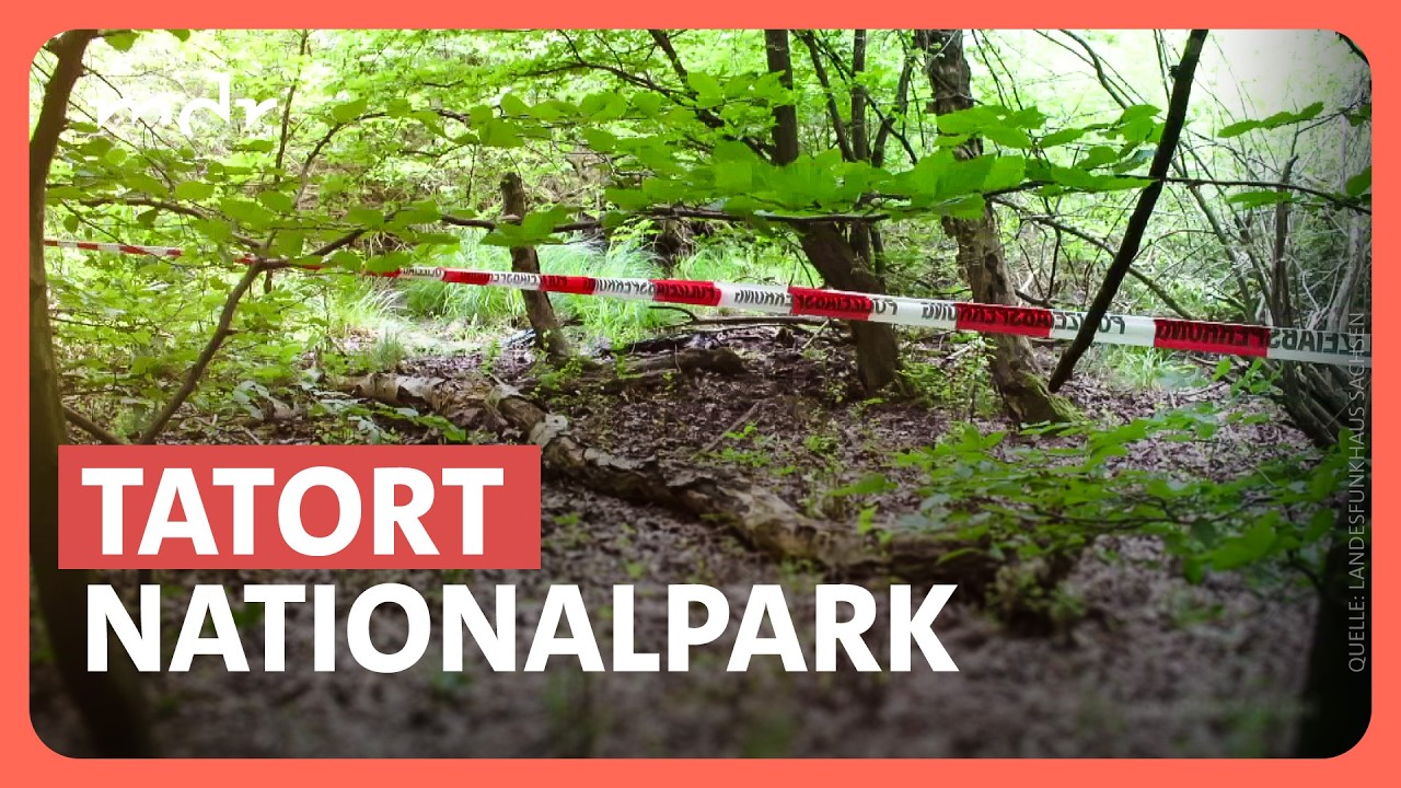 Wer ist der Tote? Skelettfund im Nationalpark Hainich gibt Rätsel auf | Kripo live | MDR