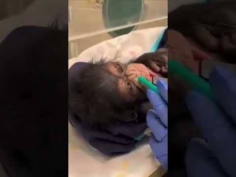 🐵Mother Chimpanzees First Time Meeting Her Newborn Chimp!💕