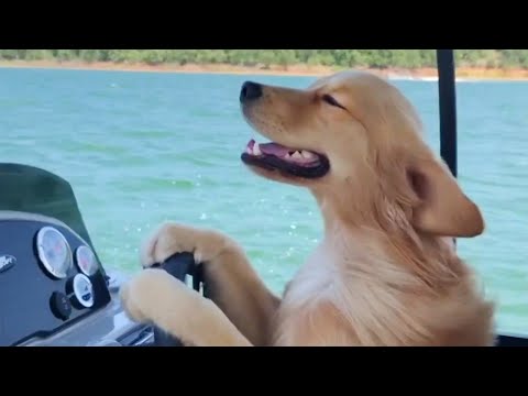 Les chiens sont des comiques absolus pendant 30 minutes d'affilée.