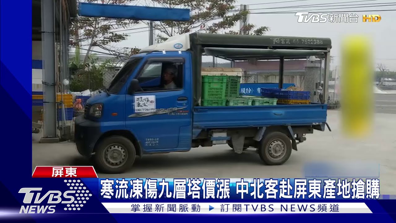 九層塔產地價1斤150！　訂單湧進農民忙翻