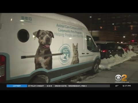Manhattan Animal Shelter Says All Animals Have Foster Homes After Being Forced To Temporarily Close