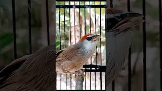 Download lagu Burung Kaso kaso Betina Gacor mp3 Download lagu Burung Kaso kaso Betina Gacor mp3