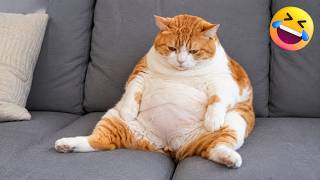 笑うなチャレンジ😹 爆笑犬猫動画まとめ2026 🐶🐱 #9
