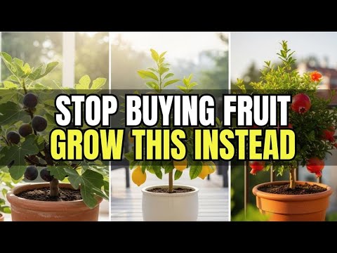 Top 10 Fruit Trees That Grow CRAZY Fast in Pots | Perfect for Small Gardens & Patios