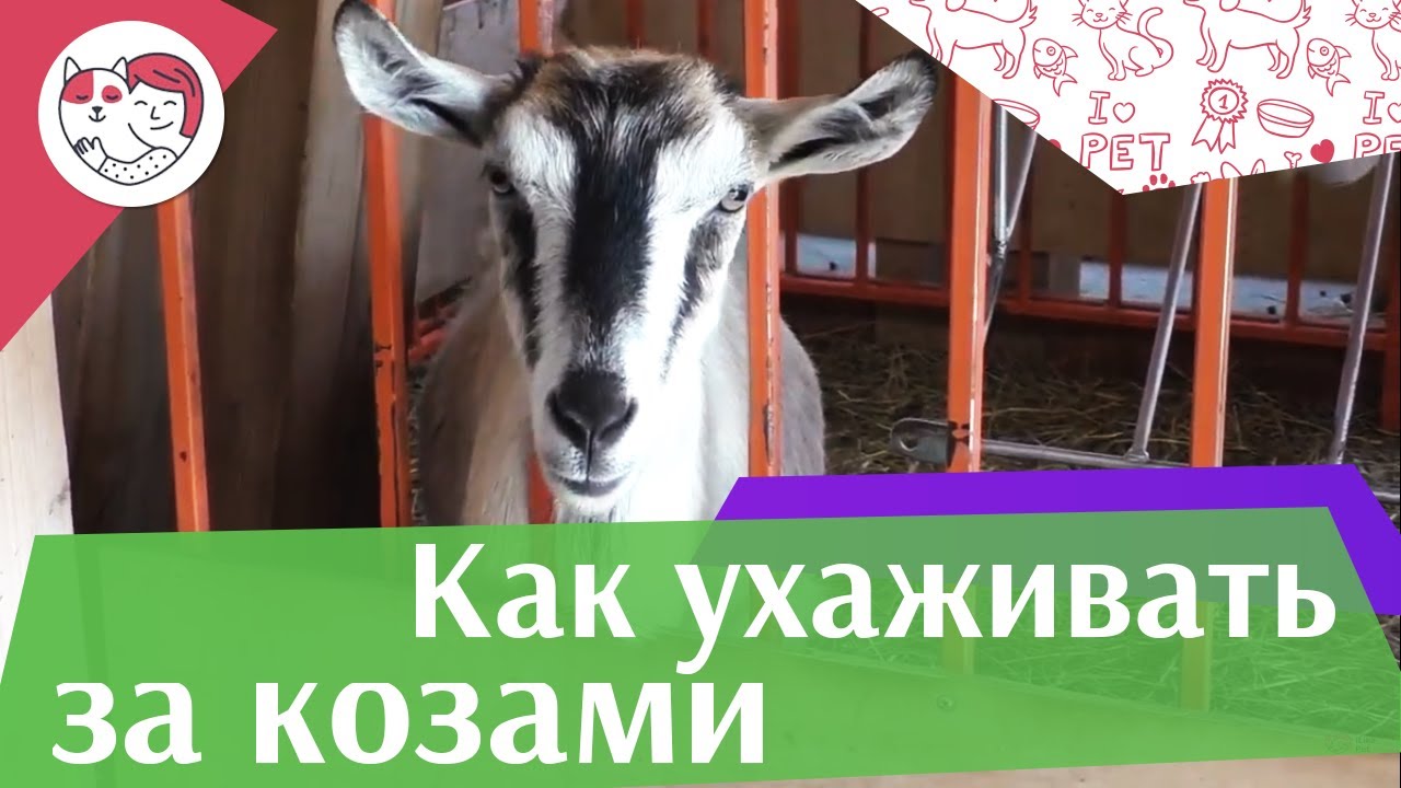 4 самых распространенных ошибки при уходе за козами на ilikepet