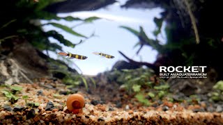Make Paludarium Ecosystem l Male Spider Become A Meal For Female Spider?