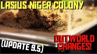 Outworld CHANGES! | Lasius niger Colony (Update 9.5)