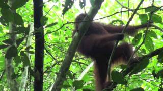 preview picture of video 'Orangutans near Gomantong cave, Malaysia Borneo'