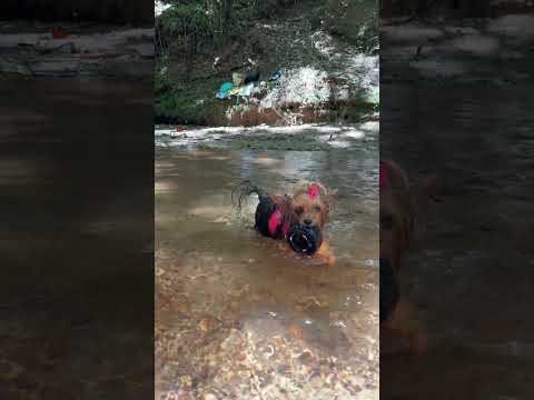 Dica em Santo Antônio do Pinhal/SP