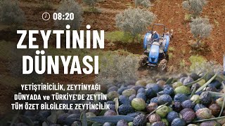 Zeytinin Dünyası