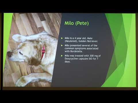 YouTube video about: How often do dogs need bordetella?