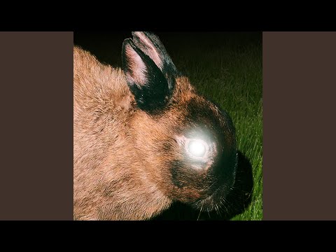 The Rabbit - Little Image
