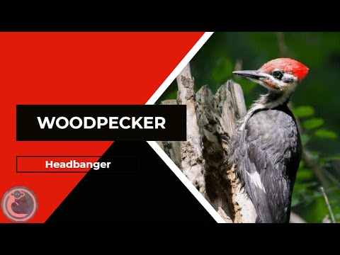 Episode 68: Woodpecker - Headbanger