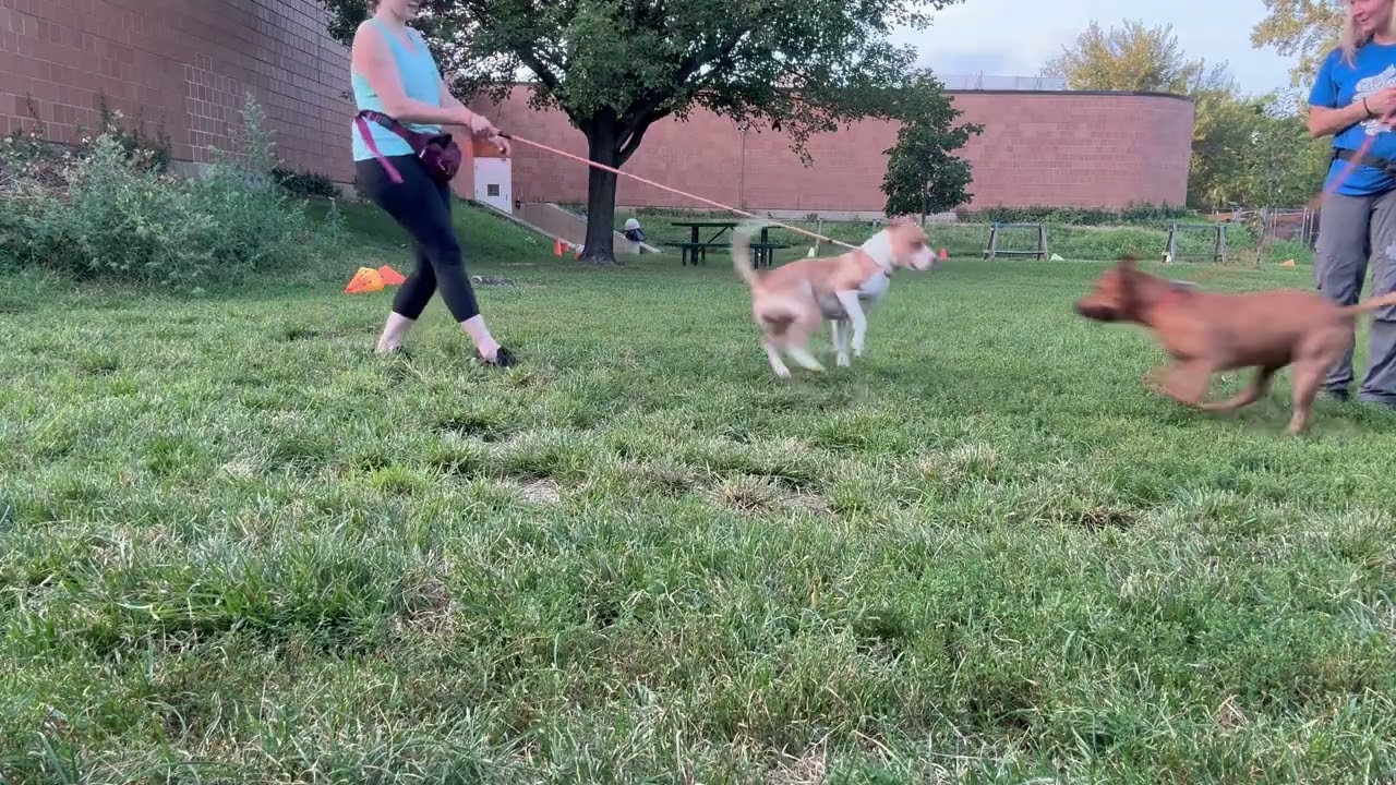 Vernon's Leash Test 3