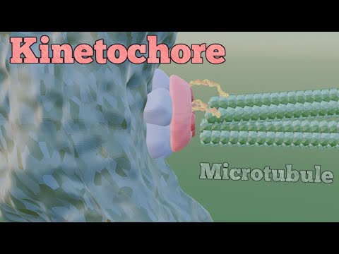 Kinetochore and Chromosome Segregation