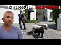 How To Control Four Posh French Poodles Cesar 911 Season 2 Ep 5 Part 2