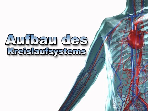 Aufbau des Kreislaufsystems | Anatomie | Pflege Kanal