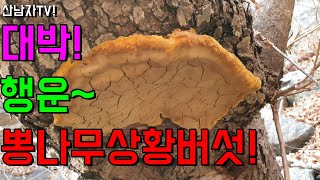 대박 행운 올까? 뽕나무 상황버섯 산남자 겨울 산행 이야기 ~ 자연 건강 항암 약초 능이 송이 mushroo…