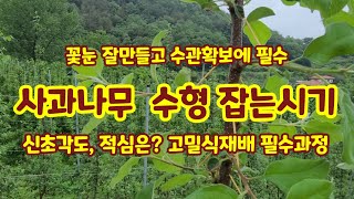 사과나무 수형 꽃눈 수관확보 적심 고밀식재배 필수[사과재배기술]