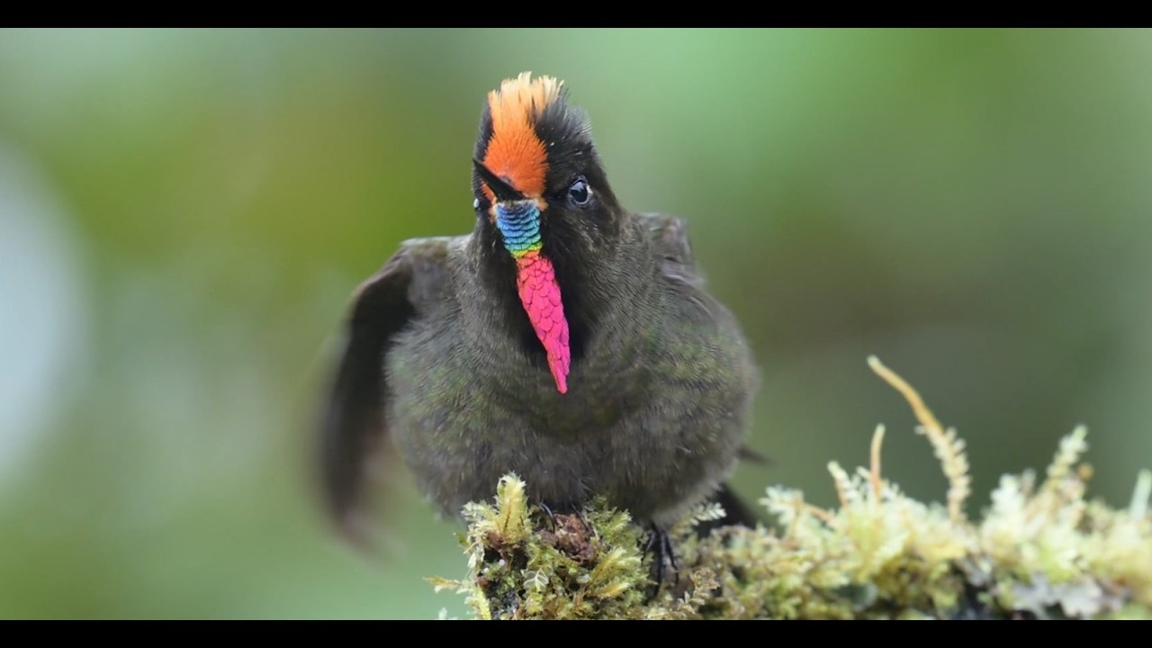 Diagrama de Flujo del Financiamiento de la Gestión de la Biodiversidad en Colombia
