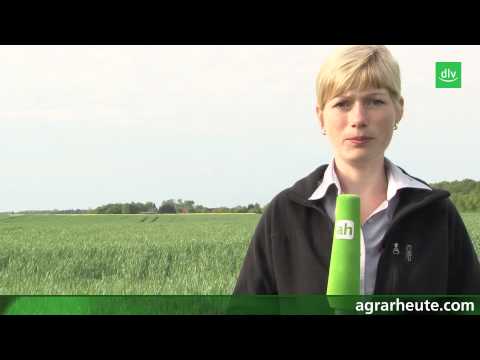 Vegetationsreport: Rostbekämpfung im Getreide