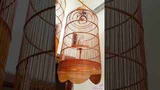 Download lagu MONGOLIAN LARK Gacorrr!!! mp3 Download lagu MONGOLIAN LARK Gacorrr!!! mp3