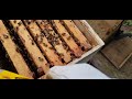 Bee Box Swap Building A Super Colony