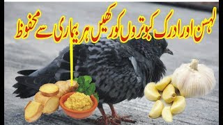 GARLIC+GINGER FOR BIRDS || PIGEON TREATMENT WITH (GARLIC+GINGER)  BY PIGEONS LOVERS