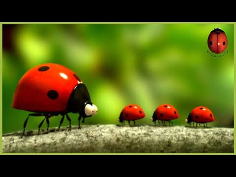 The Good Education | Minuscule | 70' Compilation