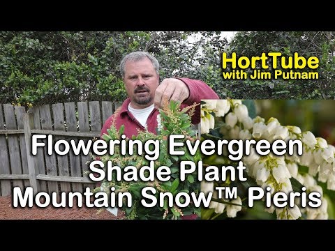 Mountain Snow™ Pieris - Flowering Evergreen Shade Plant