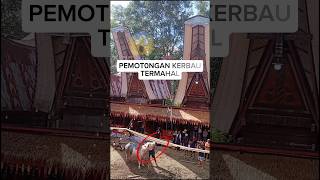 Download lagu Beginilah adat ma'tinggoro tedong /Peny3mblihan Kerbau Toraja #buffalovideo mp3