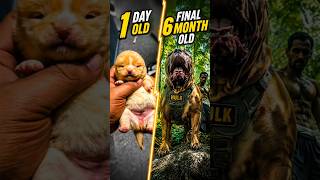 Day Old to 6 Month Old Transformation 😱 | Unbelievable Puppy Growth Journey #pitbull #shortsfeed